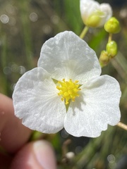 Sagittaria rigida