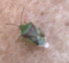 Elasmostethus interstinctus