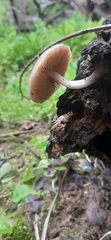 Pluteus