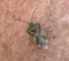 Elasmostethus interstinctus