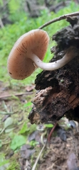 Pluteus