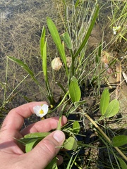 Sagittaria rigida