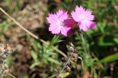 Dianthus borbasii
