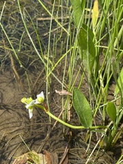 Sagittaria rigida