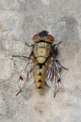 Sphenometopa steinii