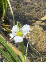 Sagittaria rigida