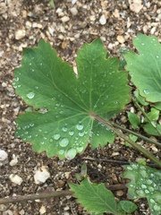 Asteriscium chilense