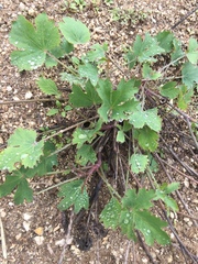 Asteriscium chilense
