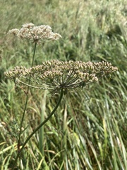 Peucedanum