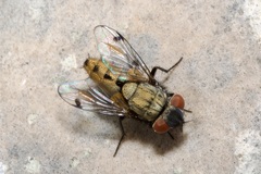 Sphenometopa steinii