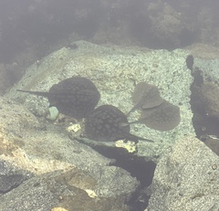 Urobatis halleri