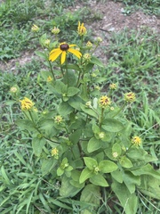 Rudbeckia heliopsidis