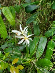 Plumeria krugii
