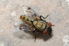 Sphenometopa steinii