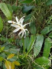 Plumeria krugii