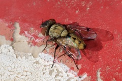 Sphenometopa steinii