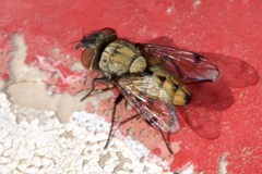 Sphenometopa steinii