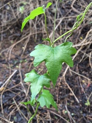 Dioscorea bryoniifolia