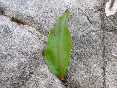 Epilobium alsinifolium