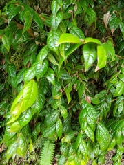 Hirtella rugosa