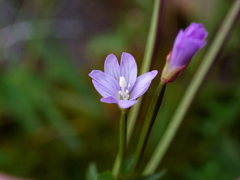 Epilobium alsinifolium