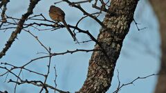 Leptasthenura aegithaloides