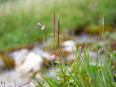 Epilobium alsinifolium