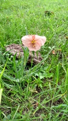Commelina scabra