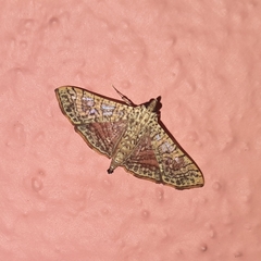 Glyphodes pulverulentalis