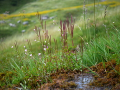 Epilobium alsinifolium