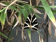 Euplagia quadripunctaria