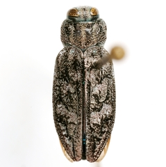 Chrysobothris rotundicollis