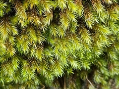 Orthothecium rufescens