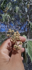 Parthenium tomentosum