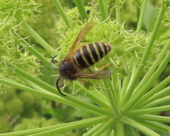 Dolichovespula norwegica