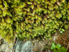 Orthothecium rufescens