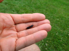 Platydracus immaculatus