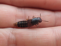 Platydracus immaculatus