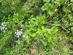 Chaerophyllum aromaticum