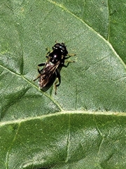 Xylota sylvarum