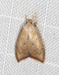 Parocystola leucospora