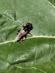 Xylota sylvarum