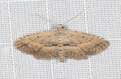 Araeopteron canescens