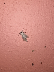 Polyphagozerra coffeae