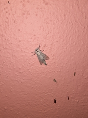 Polyphagozerra coffeae