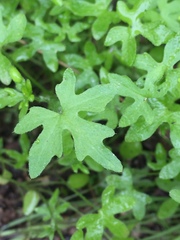Bowlesia uncinata