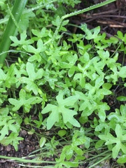 Bowlesia uncinata