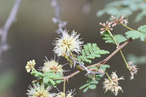 Catclaw mimosa (Mimosa aculeaticarpa)