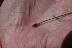 Juncus triglumis