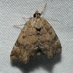 Cutina aluticolor
